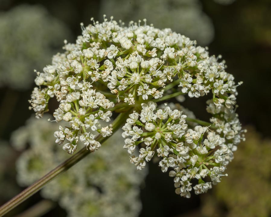 Apiaceae: Xanthoselinum venetum